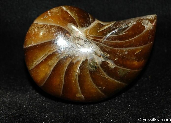 Inch Nautilus fossil from Madagascar #505